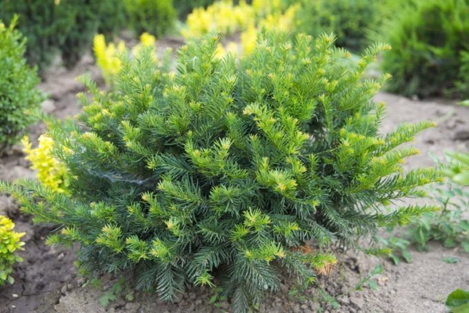 Features of yew berry yew, planting and caring for the plant
