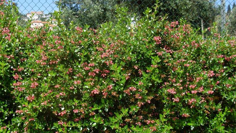 Escalonia shrub