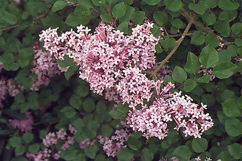 Meyer's lilac: features, advantages, planting varieties