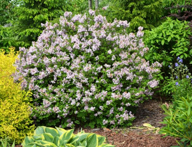 Meyer's lilac: features, advantages, planting varieties
