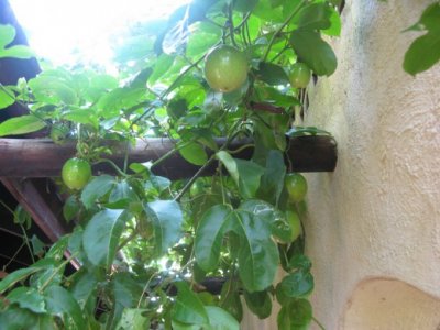 Useful properties of guava: composition, benefits, indications and contraindications for use (105 photos + video)