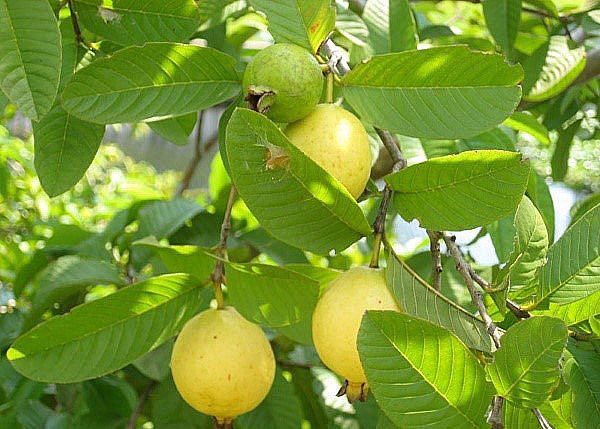 fruit tree guava