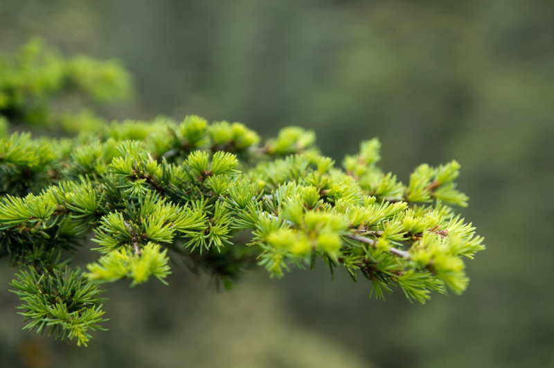 Are Siberian cedar pine and cedar the same plant?