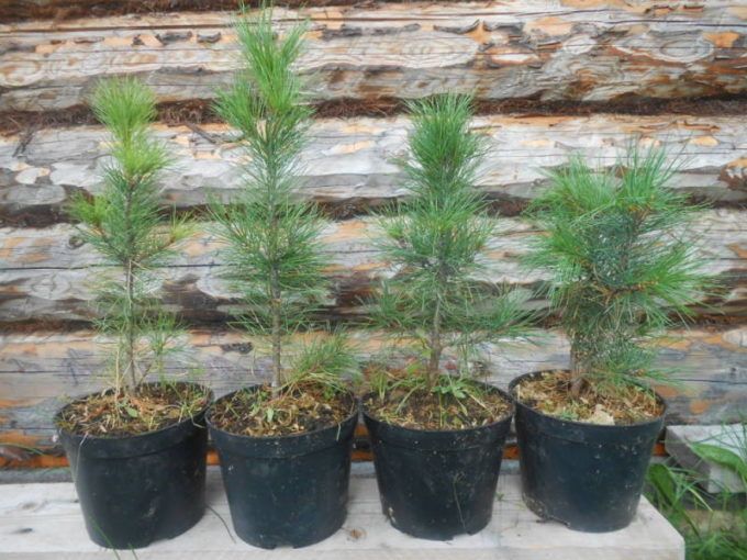 Cedar seedlings