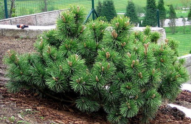 Pine Mugus