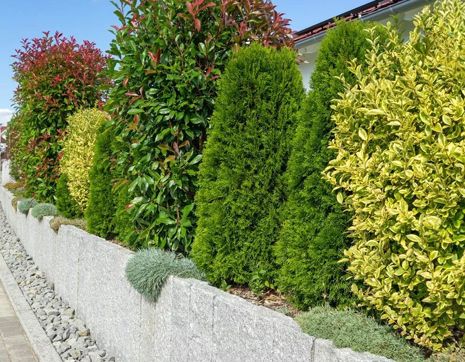 Shrubs for hedges: how to quickly and beautifully ennoble the site
