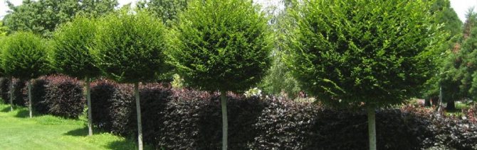Shrubs for hedges: how to quickly and beautifully ennoble the site
