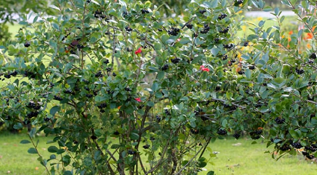 Chokeberry bush