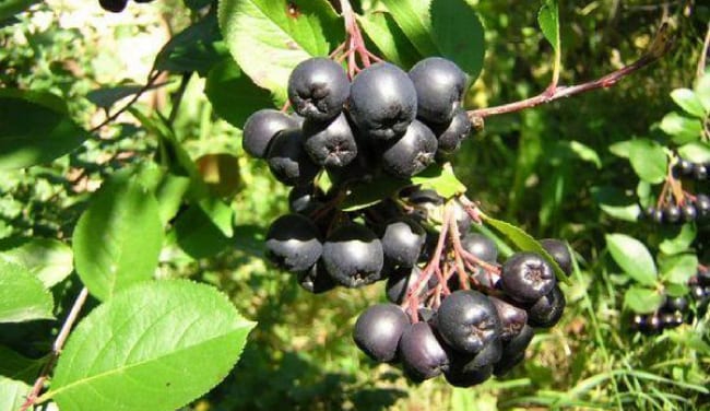Chokeberry fruits