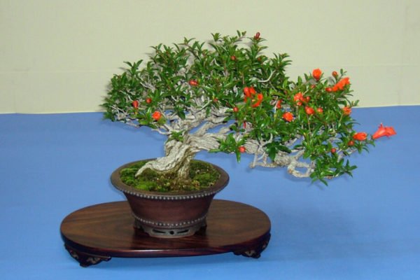 Granaattiomena bonsai