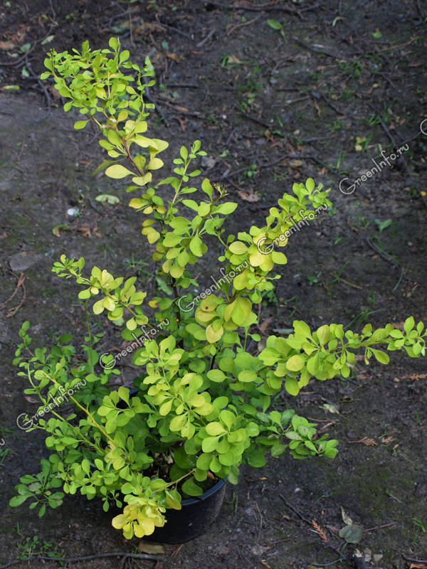 Barberry Thunberg: planting and care, description of varieties