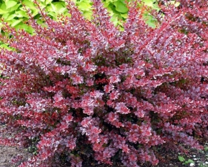 Barberry Thunberg: planting and care, description of varieties