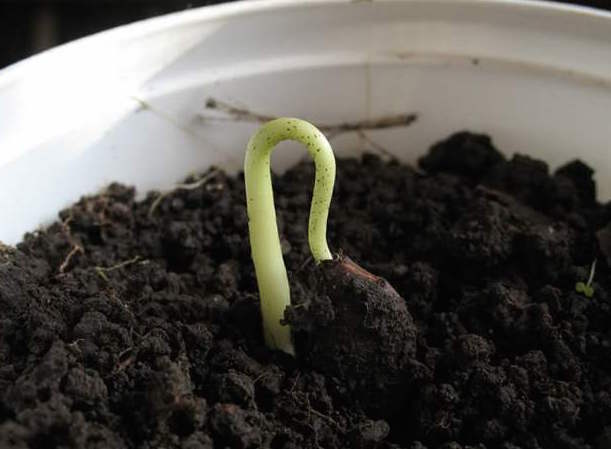 The emerged sprout of persimmon