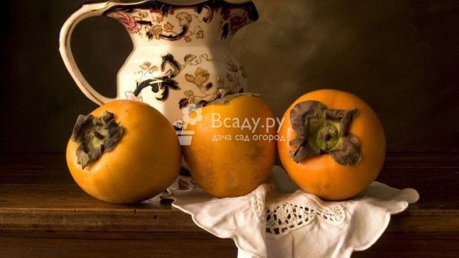Growing persimmons at home and its beneficial properties for the body