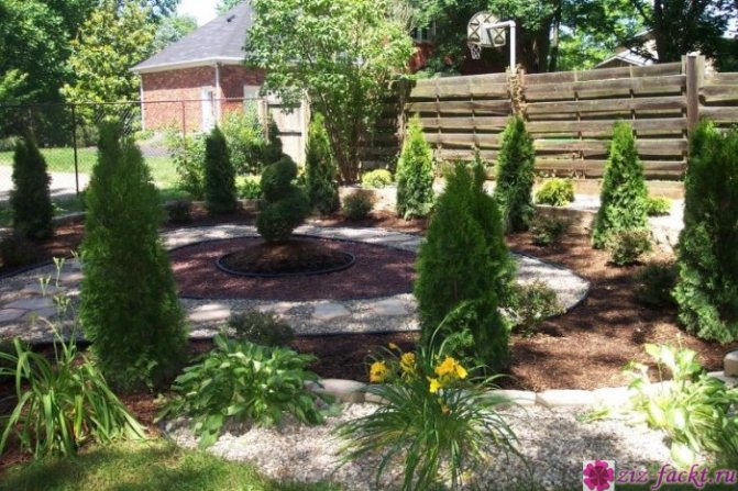 when is it better to plant thuja