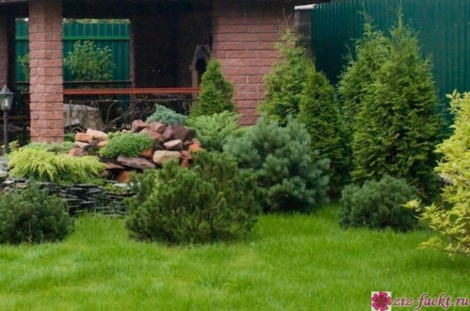 how to plant thuja in autumn