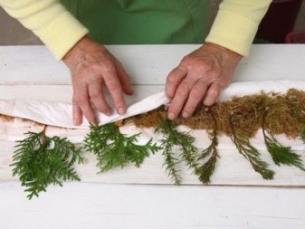 How to propagate a juniper at home in the fall
