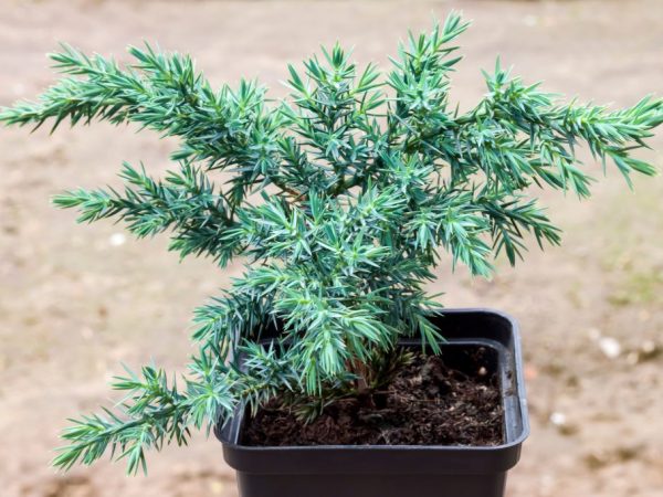 We breed junipers in small pots