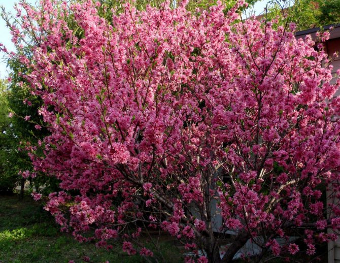 Luiseania is an easy-care shrub of wondrous beauty