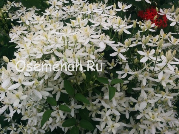 Clematis Manchu: features of planting and care