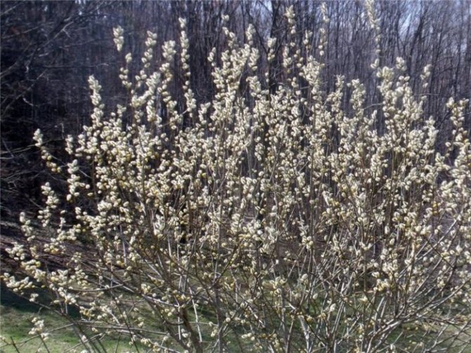The willow is real: how to distinguish it from willow and other shrubs and what to do if you bought the wrong one
