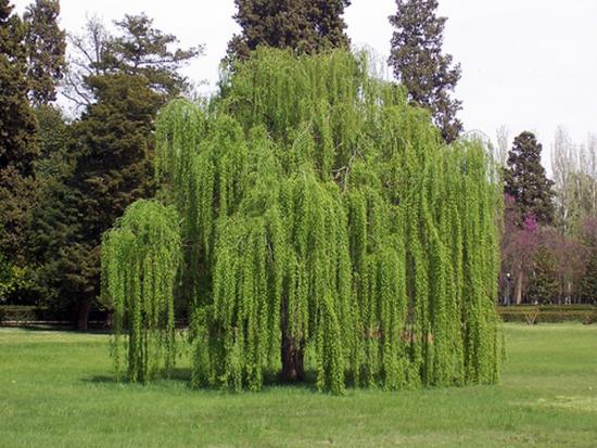 willow in landscape design, where it grows