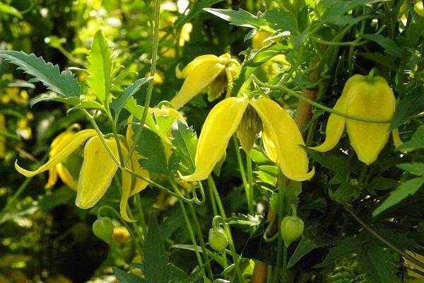 Clematis of Tangut: how is growing from seeds?