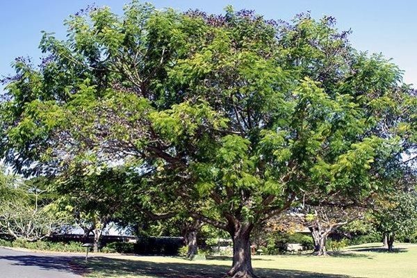 Indian tamarind: description, use and growing at home