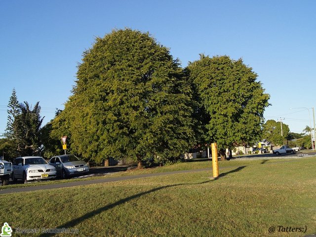 Тамаринд дерево