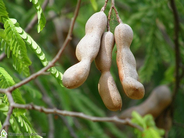 Tamarind beans