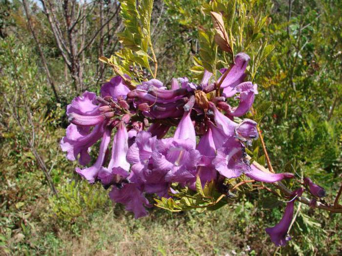 jacaranda violet tree in Russia where it grows