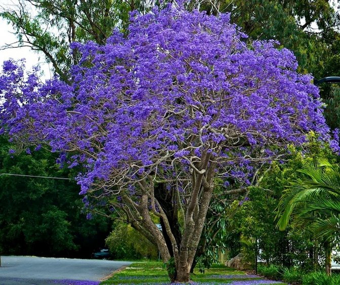 Does Jacaranda (violet tree) grow and where? Where does the jacaranda (violet tree) grow?