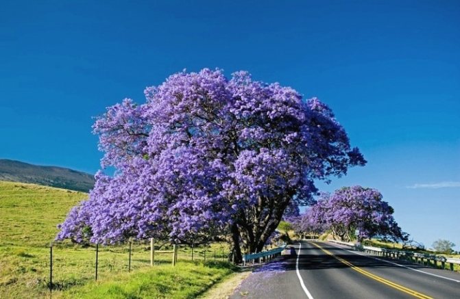 Does Jacaranda (violet tree) grow and where? Where does the jacaranda (violet tree) grow?