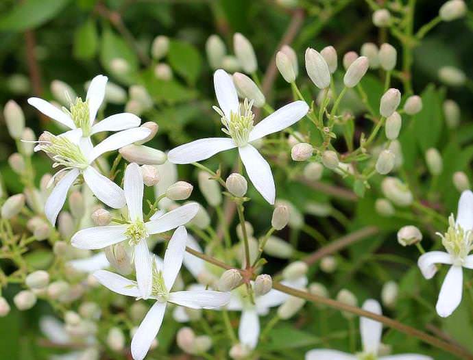 For clematis, a well-lit and windless place is chosen, because the wind breaks, shoots and damages flowers