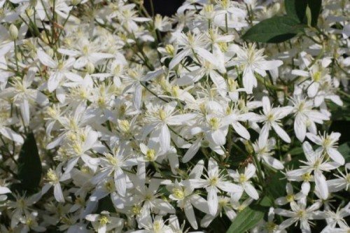 Clematis hot white: growing rules and options for use