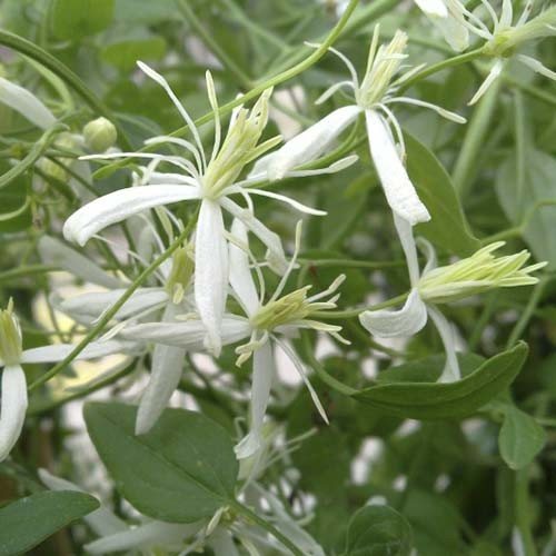 Clematis hot white: growing rules and options for use