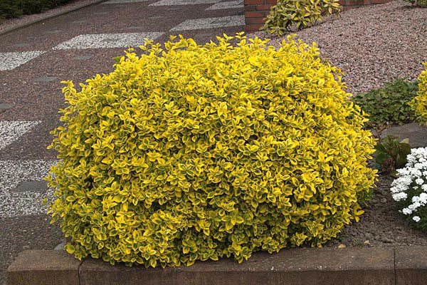 Features of caring for the euonymus Fortune shrub