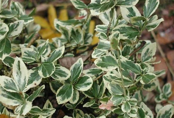 Features of caring for the euonymus Fortune shrub