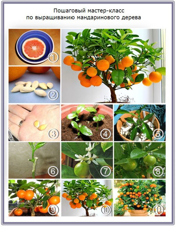 How to grow a tangerine from a bone at home: photo, video