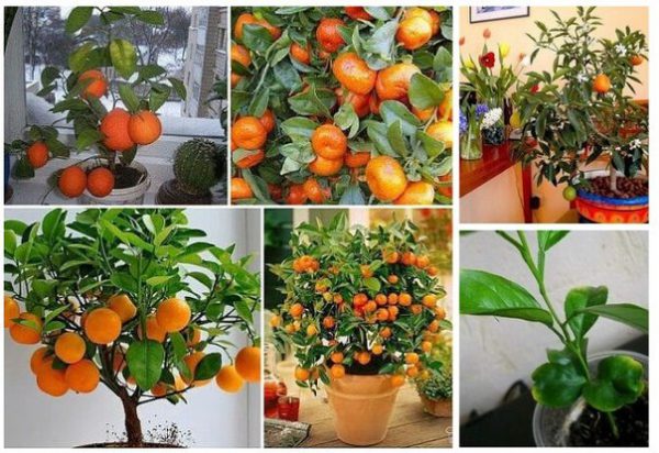 How to grow a tangerine from a bone at home: photo, video