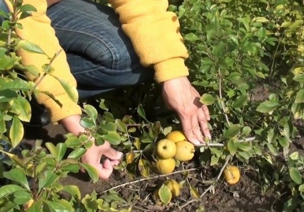You can bend to the ground and dig in the horizontal layers of Japanese quince