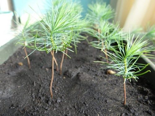 How and when to plant a pine tree: step by step instructions, further care, tips