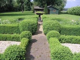 Evergreen boxwood: planting and care in the Moscow region