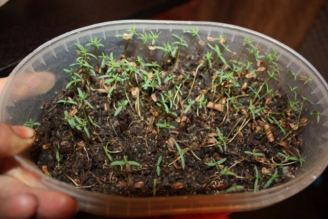 Thuja seedlings from seeds