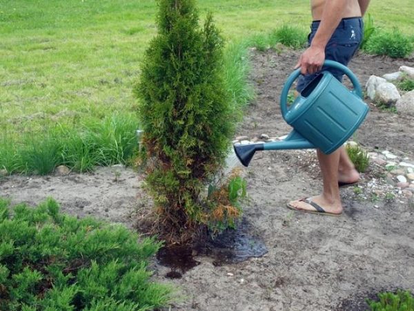 How to plant thuja in the fall in open ground, preparing for winter