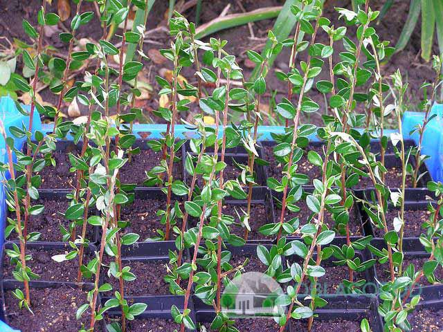 Learning to propagate a cotoneaster on our own: when and how?