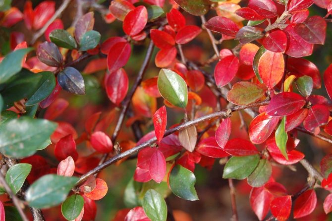 Learning to propagate a cotoneaster on our own: when and how?