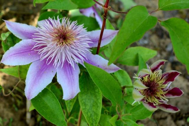 Winter-hardy and the best varieties of clematis for the Urals: photo, planting, care