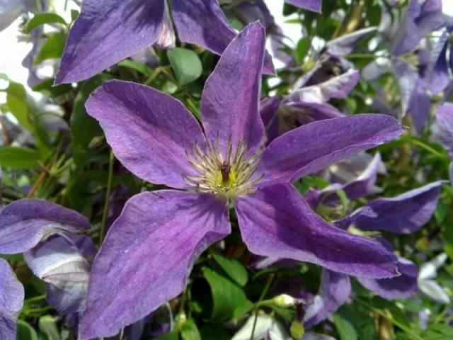 Winter-hardy and the best varieties of clematis for the Urals: photo, planting, care