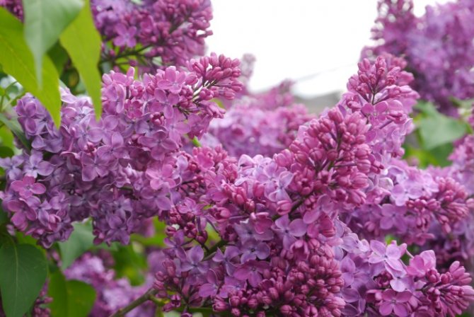 Favorable days for planting lilacs in the fall in open ground